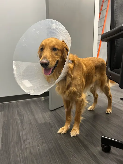 Sugar Land Veterinary Clinic Picture 8