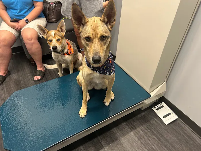 Sugar Land Veterinary Clinic Picture 9