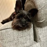 Family Pet Care Sugar Land ico