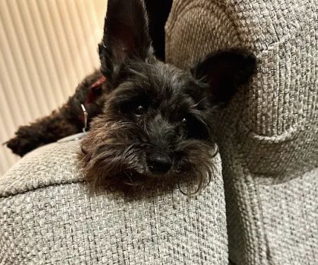 Family Pet Care Sugar Land