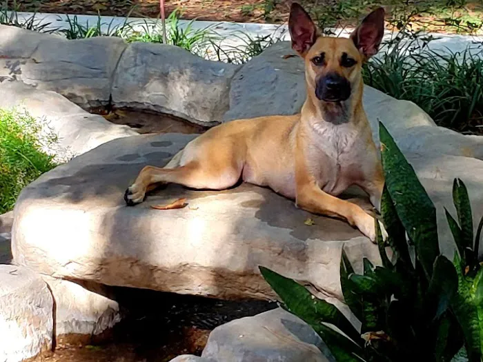 Family Pet Care Sugar Land Picture 4