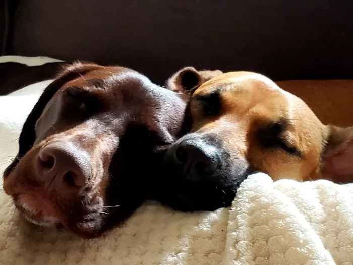 Family Pet Care Sugar Land Picture 6