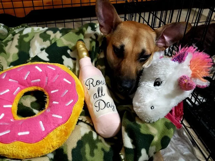 Family Pet Care Sugar Land Picture 8