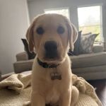 Neighborhood Veterinary Centers - Richmond