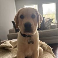 Neighborhood Veterinary Centers - Richmond ico