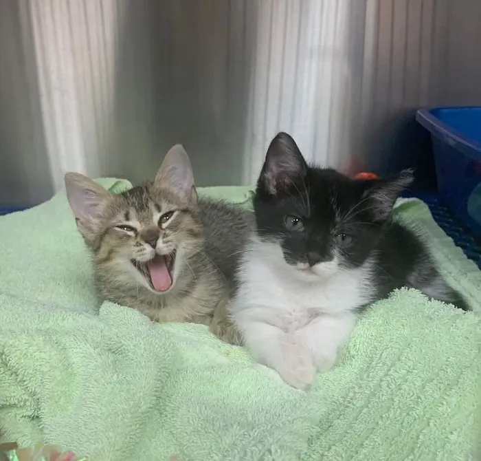 Friendship Animal Hospital Picture 1