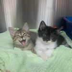Friendship Animal Hospital