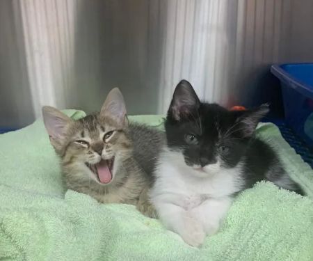Friendship Animal Hospital