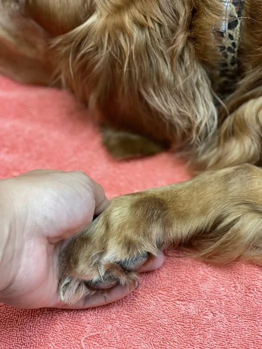 Friendship Animal Hospital Picture 3