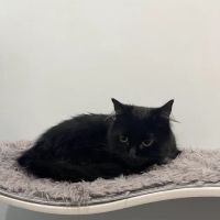 Long Meadow Veterinary Clinic ico