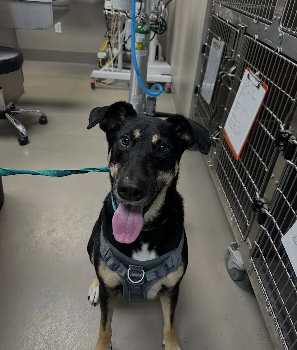 Long Meadow Veterinary Clinic Picture 5