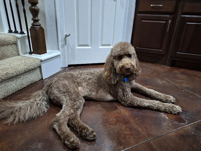 Prok9 Veterinarian Picture 5