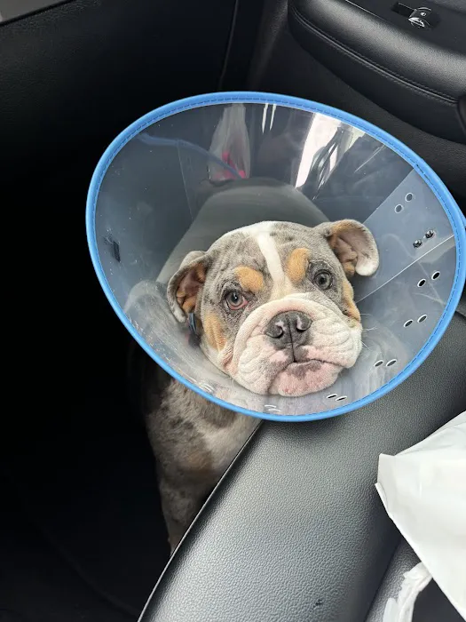 Animal Eye Medical & Surgical Specialists Picture 6