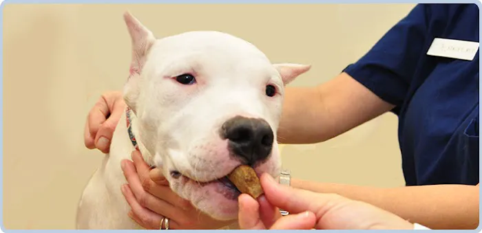 Oyster Creek Animal Hospital Picture 8
