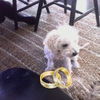 Grand Parkway Animal Hospital ico