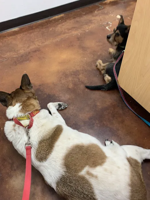 Pet Medical Center of Katy Picture 1