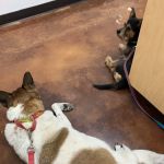 Pet Medical Center of Katy