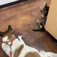 Pet Medical Center of Katy ico