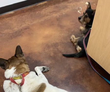Pet Medical Center of Katy