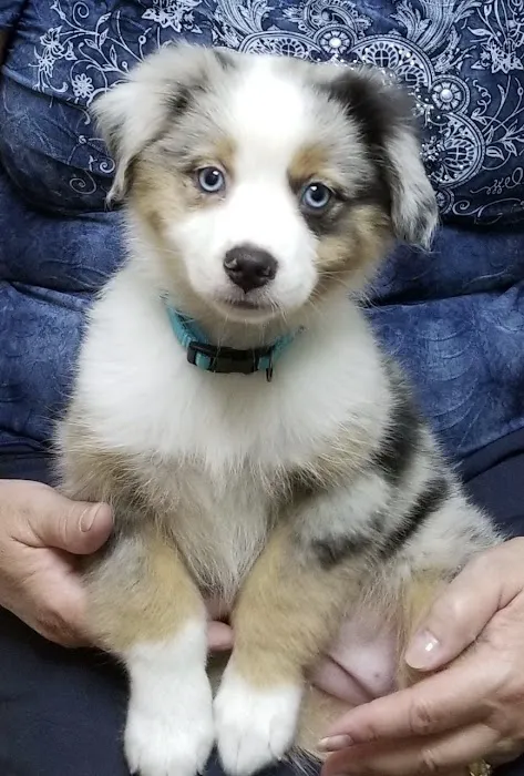 Pet Medical Center of Katy Picture 6