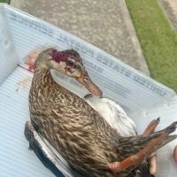 Banfield Pet Hospital ico