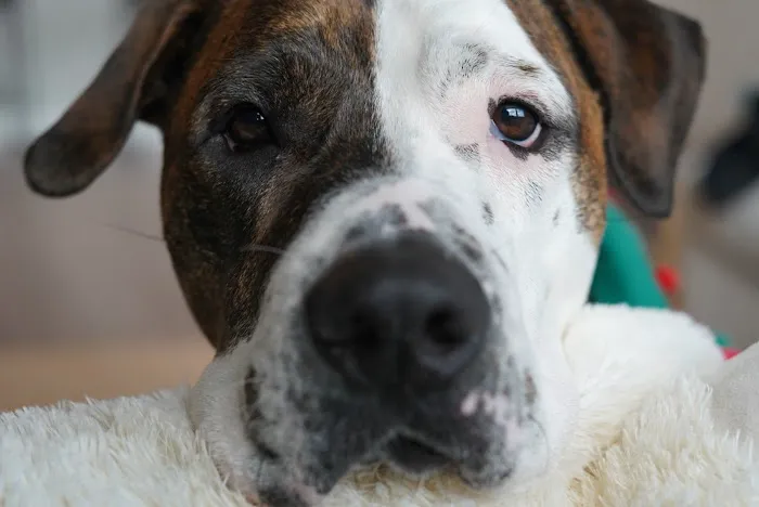 Banfield Pet Hospital Picture 8
