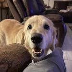 Foster Creek Veterinary Hospital
