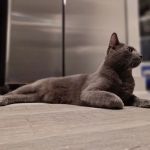 VCare animal clinic