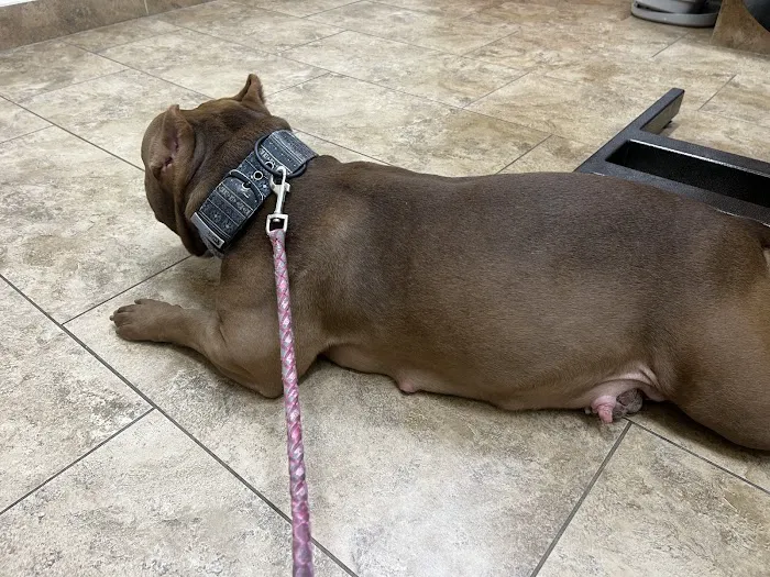 VCare animal clinic Picture 4