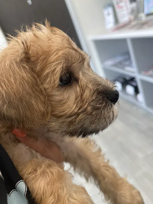VCare animal clinic Picture 2