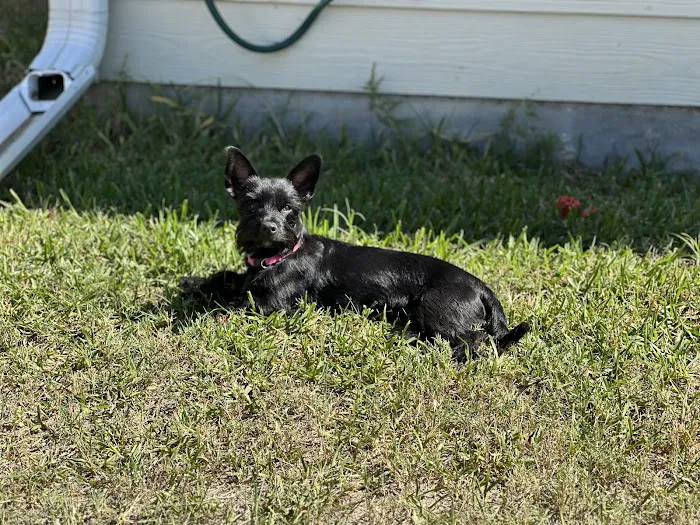 Banfield Pet Hospital Picture 3