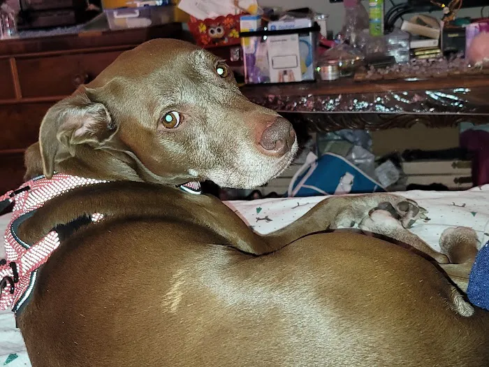 Banfield Pet Hospital Picture 9