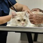 Mason Road Veterinary Clinic
