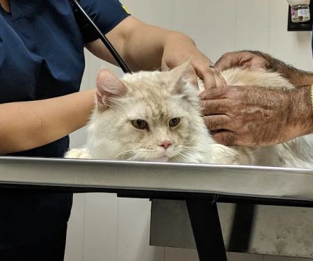 Mason Road Veterinary Clinic