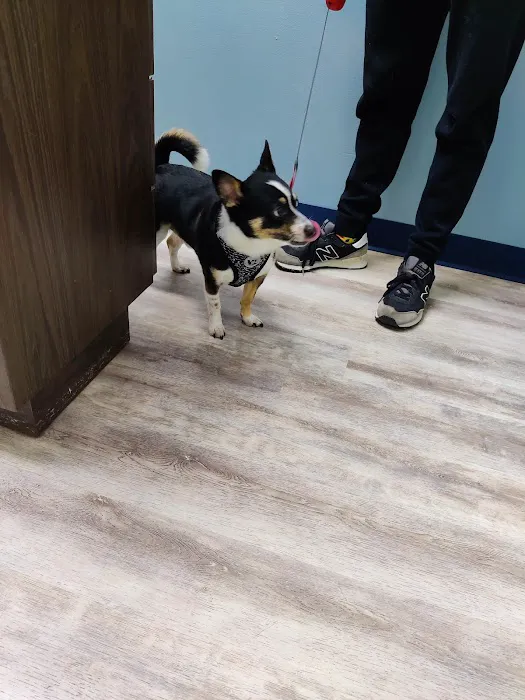 Williamsburg Animal Clinic Picture 9