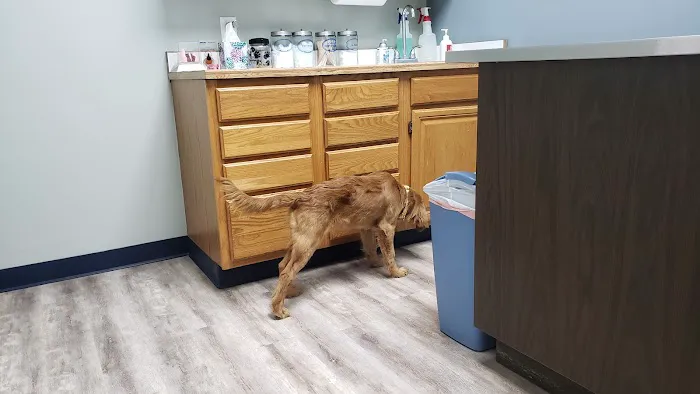 Williamsburg Animal Clinic Picture 4