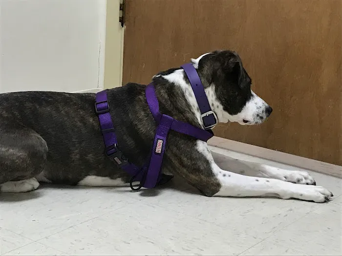 VCA Kelliwood Animal Hospital Picture 1