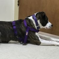VCA Kelliwood Animal Hospital ico
