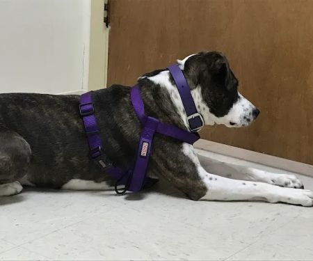 VCA Kelliwood Animal Hospital