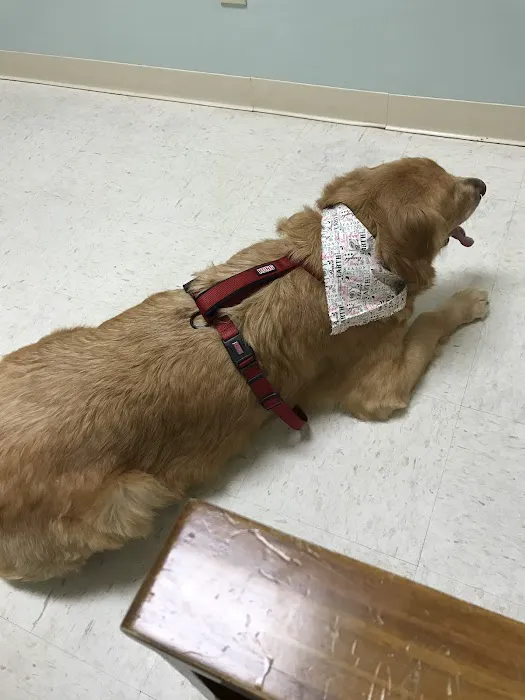 VCA Kelliwood Animal Hospital Picture 2