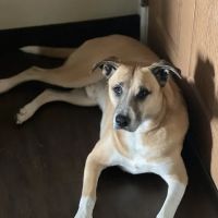 PetVet365 Pet Hospital Cypress ico