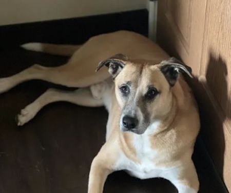 PetVet365 Pet Hospital Cypress
