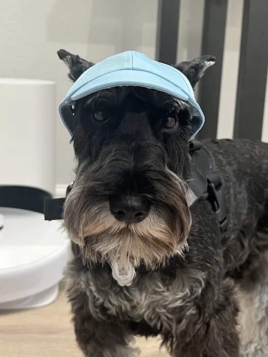 PetVet365 Pet Hospital Cypress Picture 3