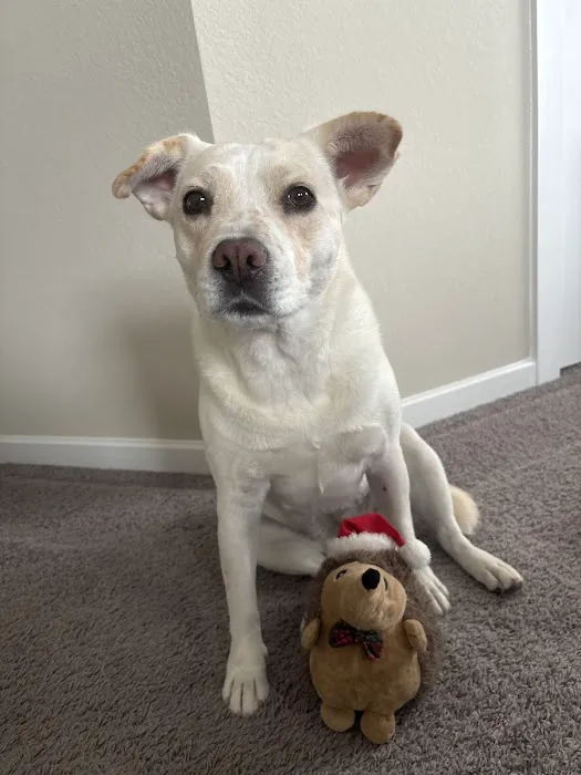 True Companion Veterinary Care Picture 3