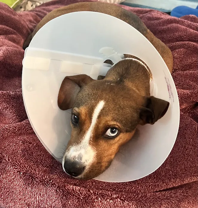 True Companion Veterinary Care Picture 6