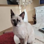 True Companion Veterinary Care
