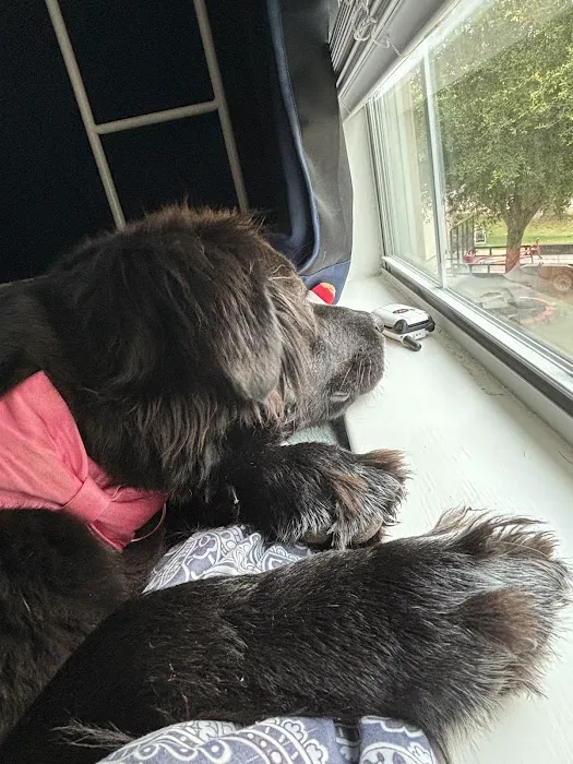 True Companion Veterinary Care Picture 7