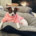 Cypress Lakes Animal Hospital