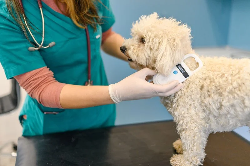 Benefits of Microchipping Your Pet for Safety and Recovery
