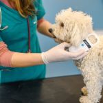 Benefits of Microchipping Your Pet for Safety and Recovery